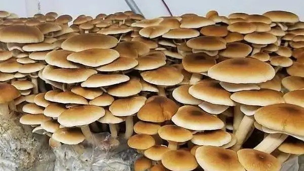 Culture pioppino : guide complet pour réussir Agrocybe aegerita