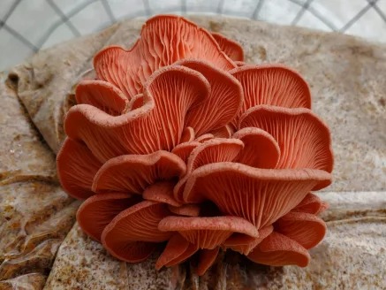 Seringue LC — Pleurote Rose