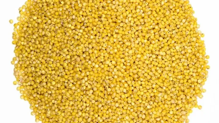 Grain millet : pourquoi et comment l’utiliser pour produire un spawn propre et rapide