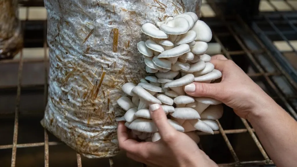 Les 5 paramètres indispensables pour réussir une culture de champignons