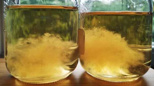 Culture liquide ou spores : que choisir pour débuter en myciculture ?