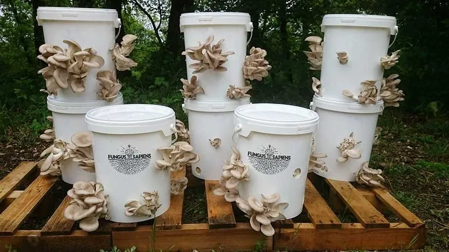 Culture en seau champignon : méthode simple et fiable