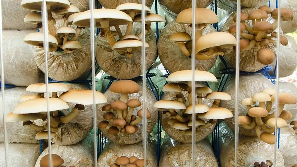 Culture en sac champignon : méthode fiable et rendements