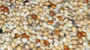 Graines pour oiseaux : lesquelles choisir pour un spawn mycologique propre et performant ?