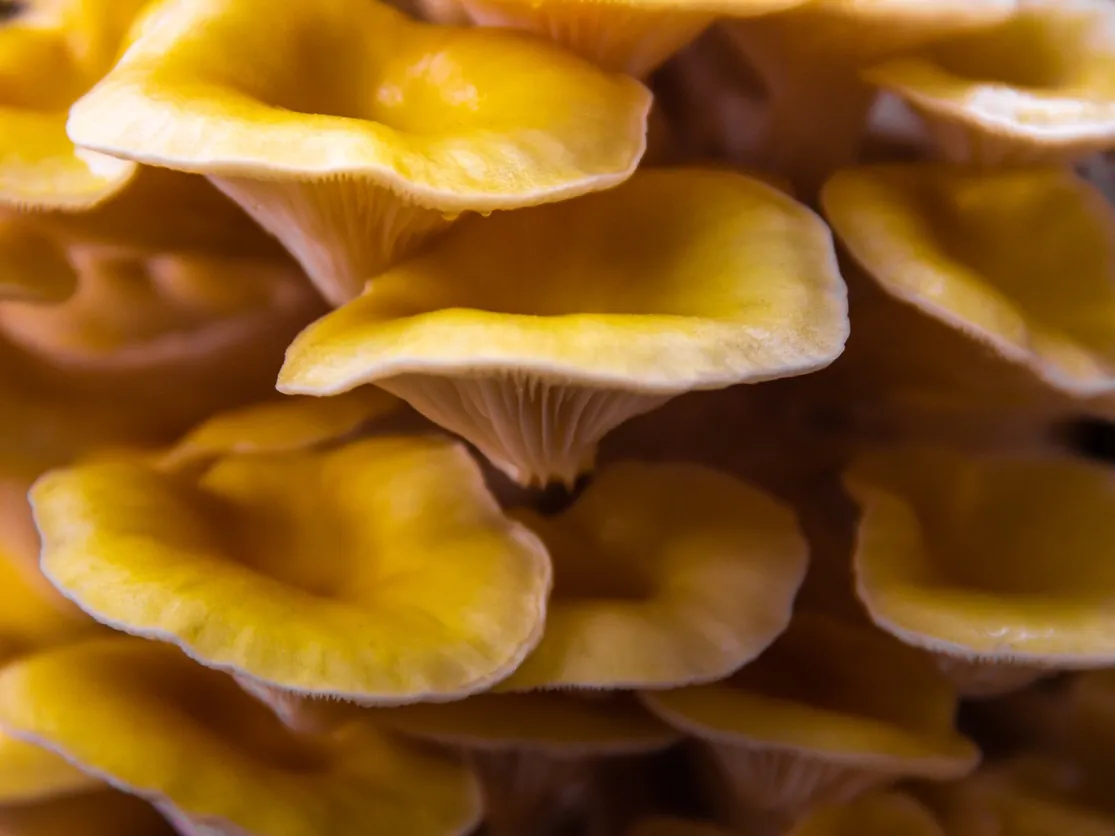 Seringue LC — Pleurote Jaune