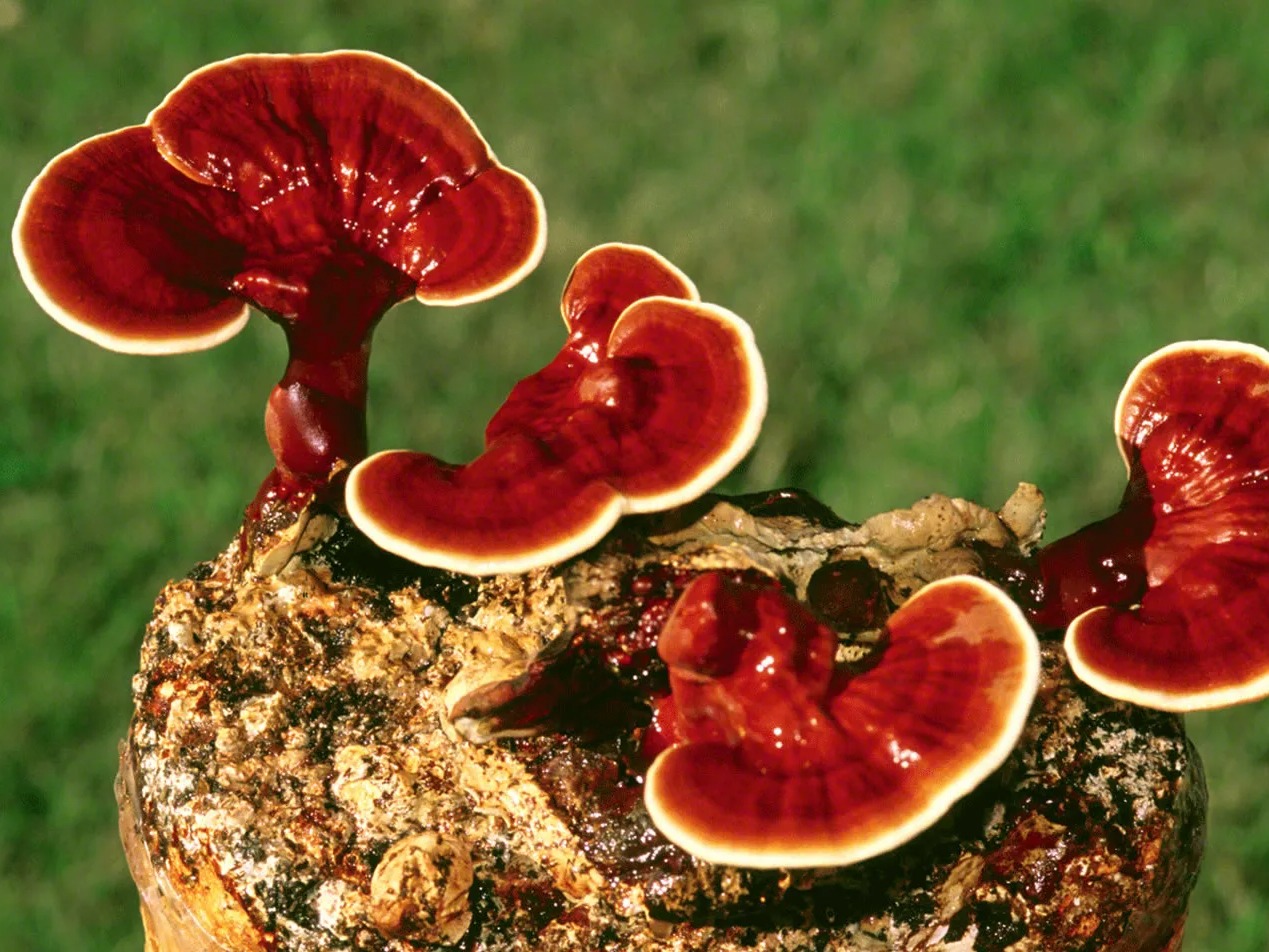 Seringue LC — Reishi