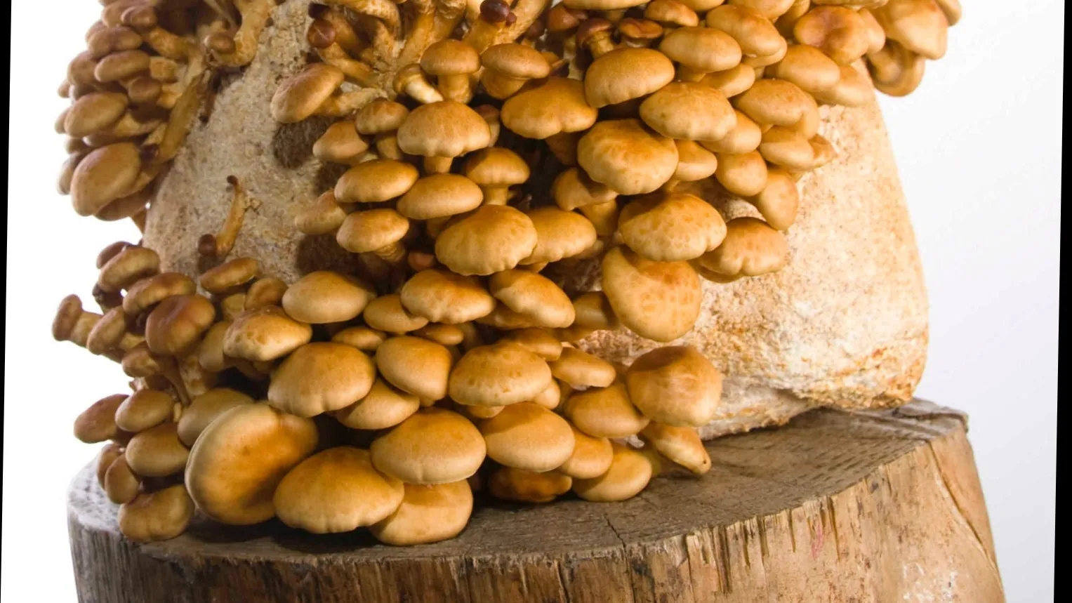 Culture nameko : les bons réglages pour fructifier