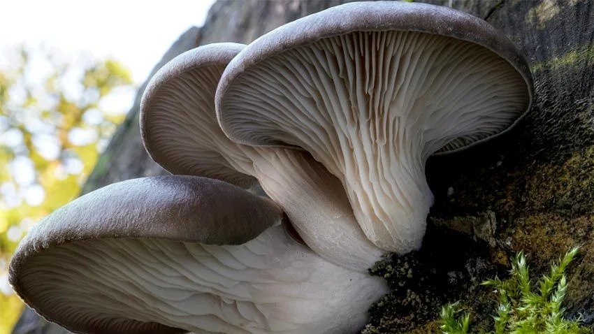 Culture de pleurotes sur paille : le protocole complet du laboratoire