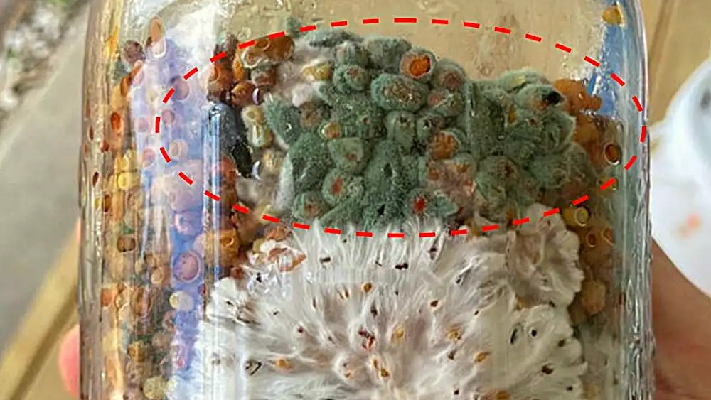 Trichoderma : identifier et éliminer la moisissure verte de votre mycélium