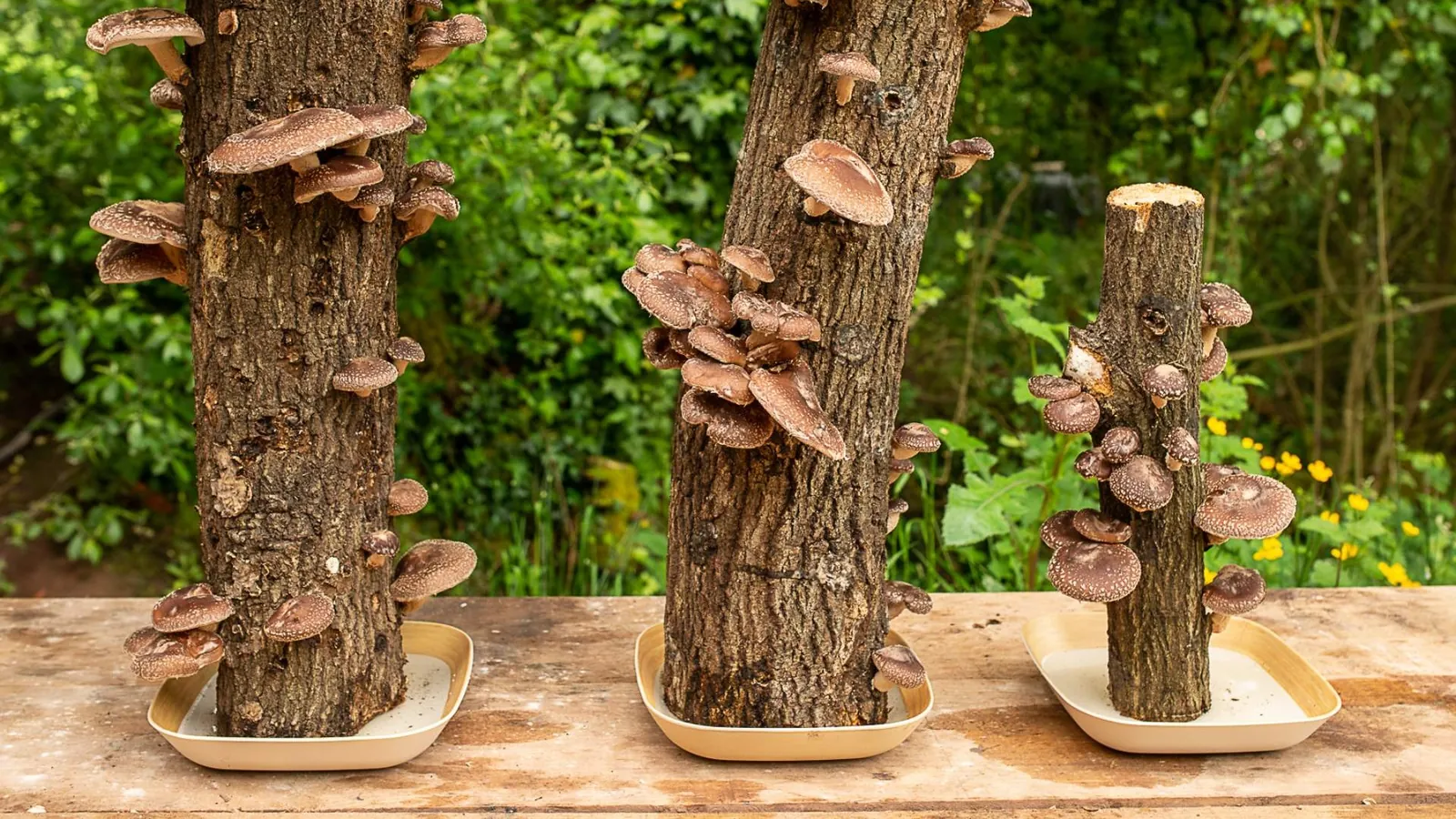 Cultiver des champignons sur bûche : guide pratique