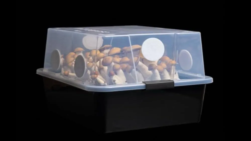 Culture en monotube : guide complet pour réussir votre première fructification