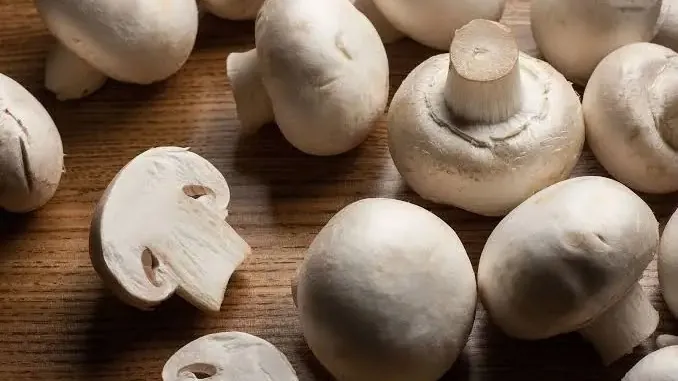 Culture champignon de Paris : guide pratique à la maison