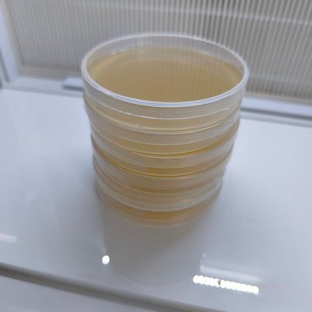 Porte-woody de champignons dans un laboratoire de production.