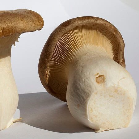 Champignons shiitake frais bio pour culture et consommation – Terrafungi.