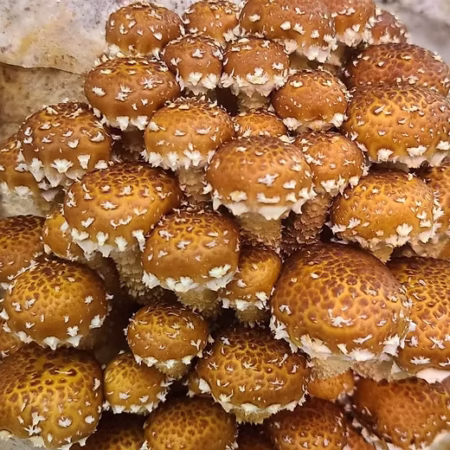 culture liquide chestnut