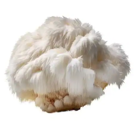 Champignon blanc de mycologie, champignon à tête arrondie, en gros plan.